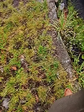 Pertunjukan Kamera Web patricio025