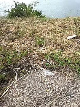 Вебкам-шоу rogeriobastospqdt