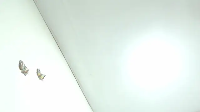 diamond_rough06 Cameră chat live