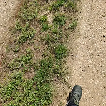 הופעת וובקאם של linzerschnittchen