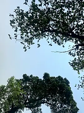 Bhabhi-auntylover Pertunjukan Webcam