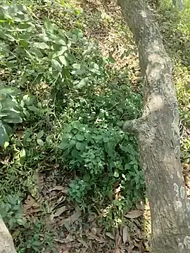 telugubidda333's Webcam Show