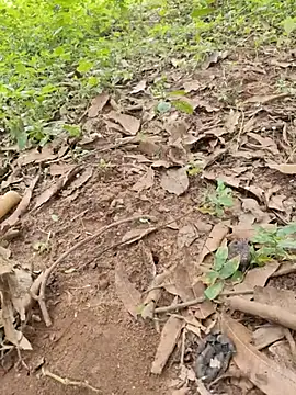 telugubidda333's Webcam Show