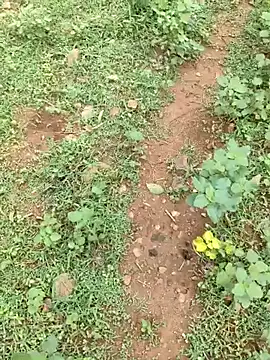 telugubidda333 Webcamshow