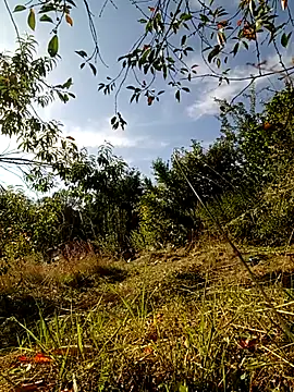 LiveCam88: вебкам-шоу