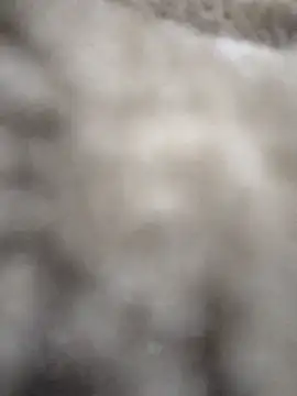 Virgineguy123's Webcam Show