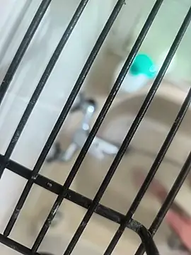 soyyoelque4 웹캠 쇼