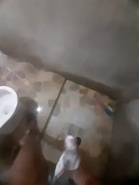 Pertunjukan Kamera Web Penegordo2