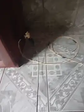 Prazerro Webcam Show