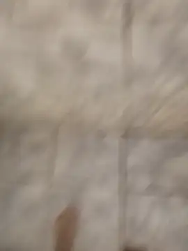 veriador's Webcam Show