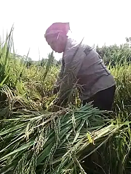 Salaakis 现场XXX聊天