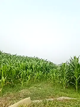 ThethunderPo's Webcam Show