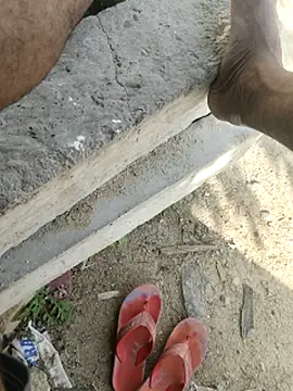 Bengali_BULL1 Show in webcam