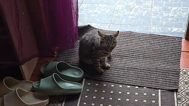 Vuittonのウェブカメラショー