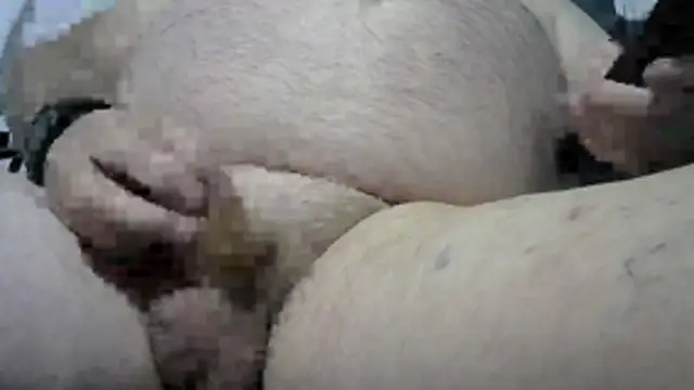 Show de webcam de just-another-bloke--