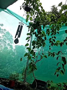 Toycockhot Show Webcam