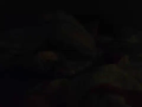 Show de k-dong na webcam