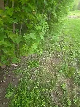 Heavyhung14u's Webcam Show