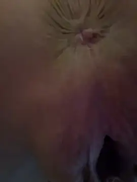 Anal_Top ওয়েবক্যাম শো