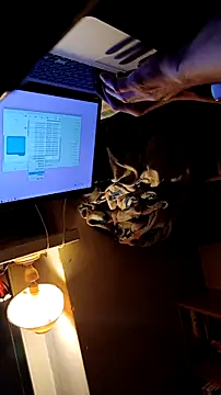 Show de firefoxfeel na webcam