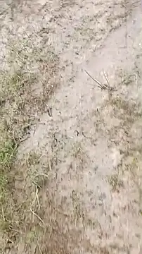 Dalton2288 Show Webcam