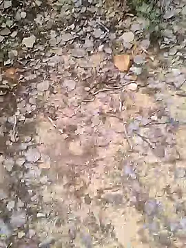 Show de rameshmry1 na webcam
