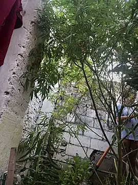 alicetgirlbr's Webcam Show