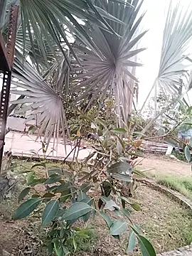 Pitercom ওয়েবক্যাম শো