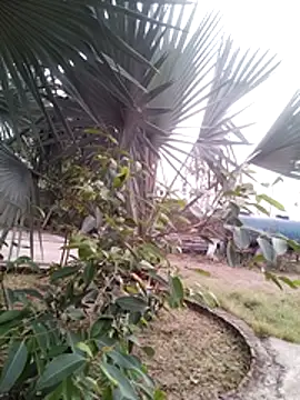 Show webcam de Pitercom