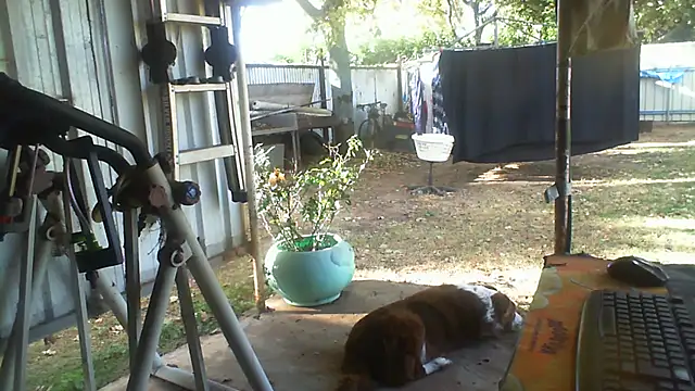 herbie010666 Pertunjukan Webcam