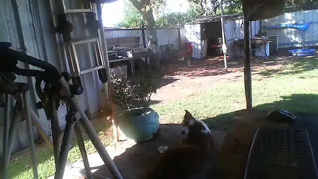 herbie010666 Pertunjukan Webcam