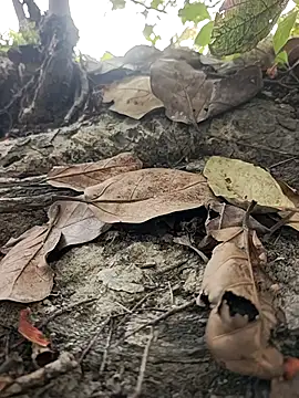 Rinku5553: διαδικτυακό σόου στην κάμερα