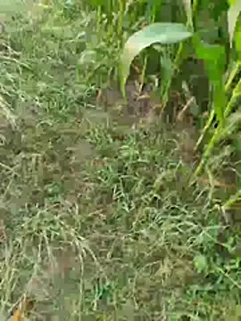 Pertunjukan Kamera Web Jyoti_telugu