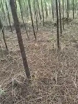 Gopal1243 在線直播表演