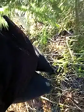 Amatsontrans Webcam-Show