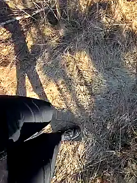 Amatsontrans Pertunjukan Webcam