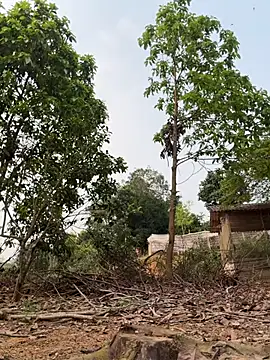 Naughty___asian – webcam-show