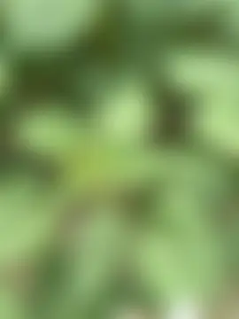justmilaa Webcam show