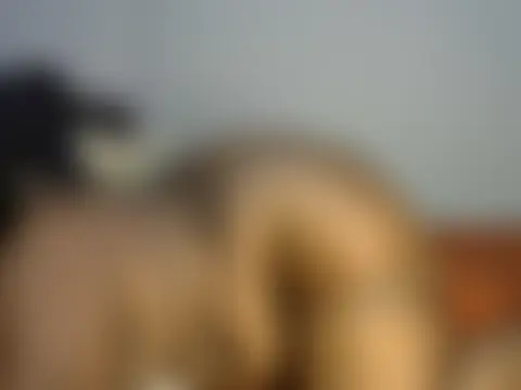 FATNASTYASS69's Live XXX Chat