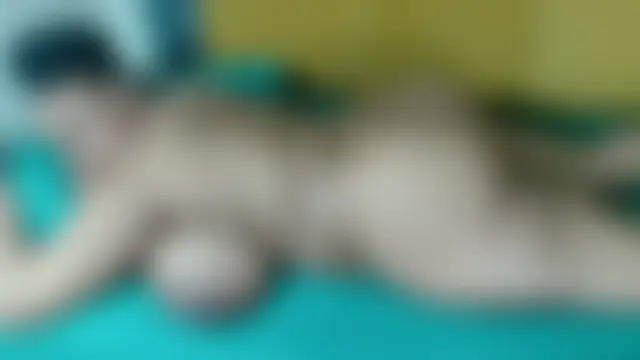 HugeTitisxx Cameră chat live