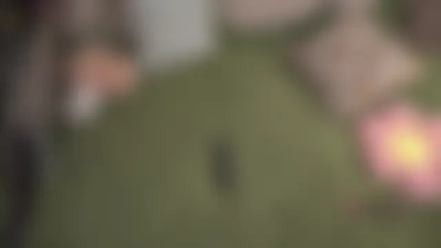 EdraFels – live chatrum