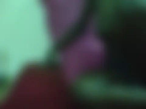 lillylion Ruang Obrolan Langsung