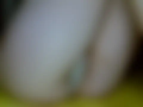 Ashley_Kittyy Cameră chat live