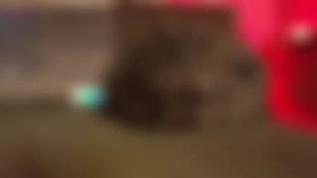 Živá chatovací místnost Kira_Vex