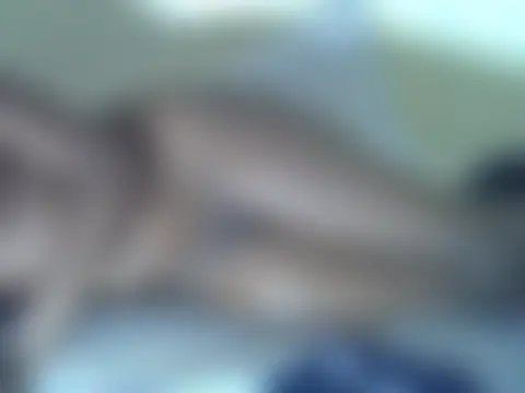 sexy_sha254's Live XXX Chat