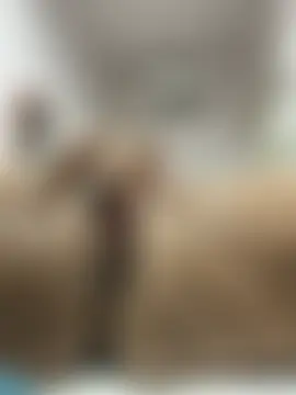 kayyanikaengcapa 라이브 XXX 채팅
