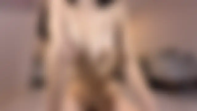 Elara__ 现场XXX聊天
