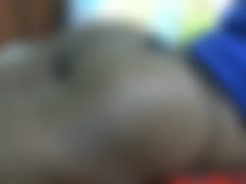 Sala de chat en directo de ebonyzoey