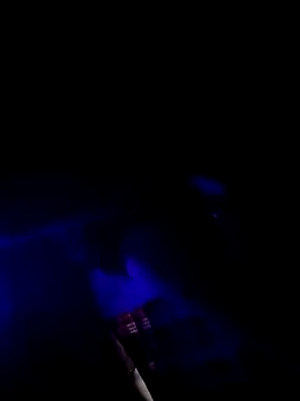 Serapitocojelon Webcam-Show
