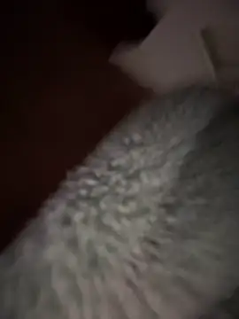 himNIGuys' Webcam Show
